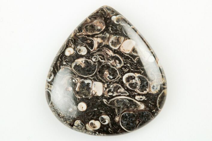 Polished Fossil Turritella Agate Cabochon - Wyoming #195193